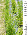 Coriander  34563014