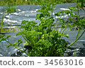 Parsley 34563016