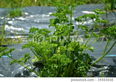 Parsley Parsley 34563016
