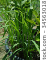 Lemon grass 34563018