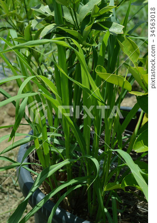 Lemon grass Lemon grass 34563018