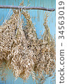 Japanese radish 34563019