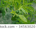 citrus 34563020