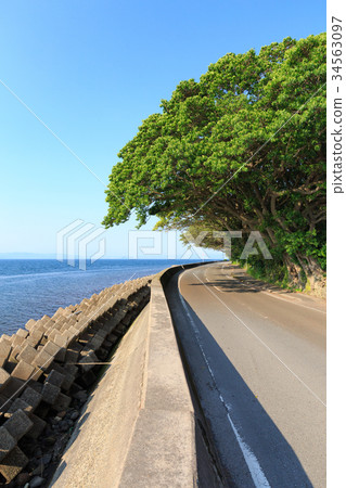 在Sakurajima藤野地區的Akou-天然紀念碑樹 -  34563097