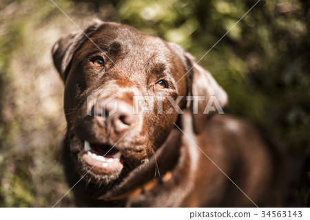 Portrait of a brown Labrador dog outside 34563143