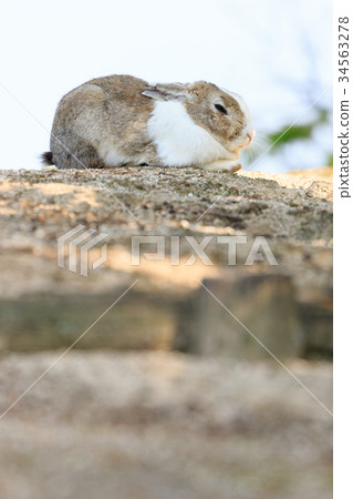 野兔 - 兔子天堂Okunoshima  -  34563278