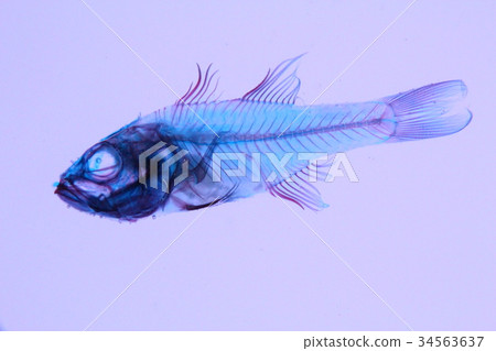 Translucent transparent specimen 34563637