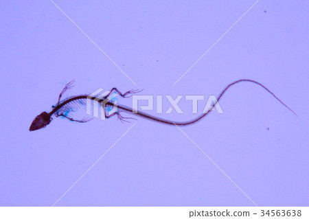 Lizard transparent specimen 34563638