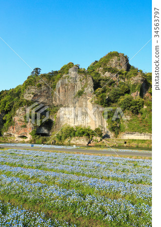 Kuramakei spring, fresh green cultivar and nemophila 34563797