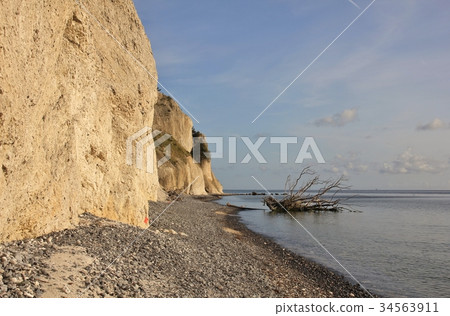 Moens Klint and death tree fallen of the cliff  34563911