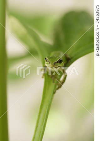 Japanese tree frog tree tree tree frog rain gutter frog frog 34563975