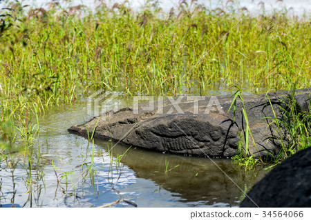 Ancient Petroglyph is located in the Sikhote-Alin Ancient Petroglyph is located in the Sikhote-Alin 34564066