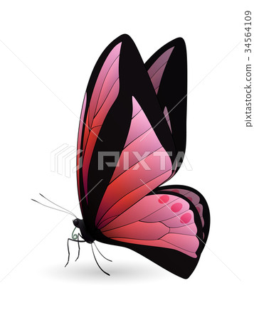 Beautiful butterfly isolated on a white background 34564109