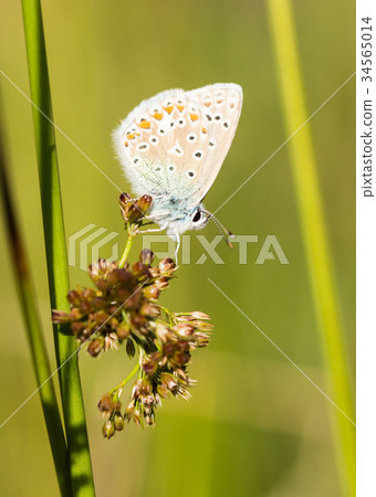 Common Blue Butterfly Perched on a Plant Common Blue Butterfly Perched on a Plant 34565014