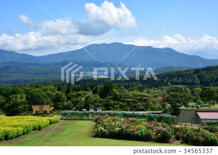 長野縣Kurohime Kogen盛開大麗花和宇宙 34565337