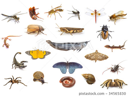 Set of animals on white background Set of animals on white background 34565830