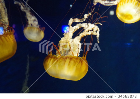Yellow jellyfish 34565878