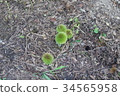 Chestnut  34565958