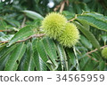 Chestnut  34565959