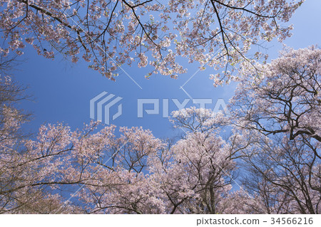 Takato Joshi公園的藍天和軌跡 Takato Joshi公園的藍天和軌跡 34566216