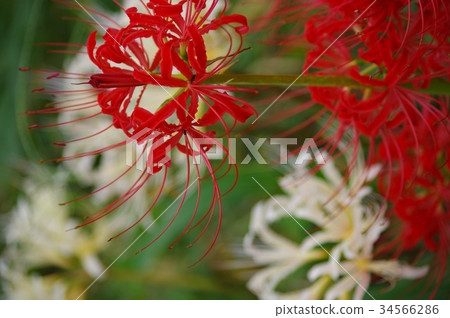 紅色群花和白色群花 紅色群花和白色群花 34566286
