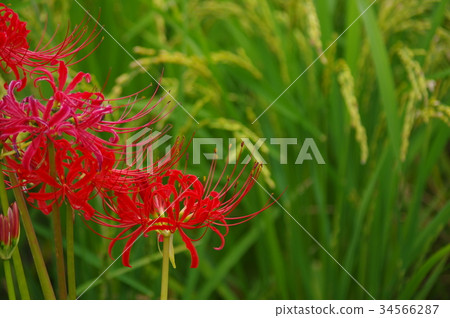 Rice field eared with red cluster flower 34566287