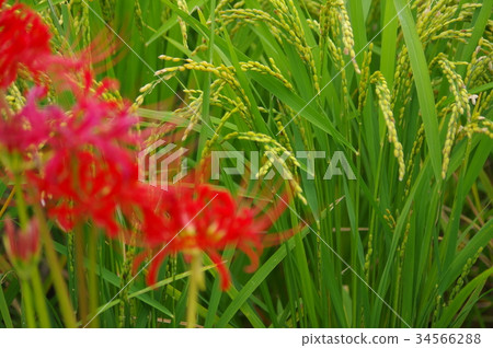 Red cluster flower and ear of rice Red cluster flower and ear of rice 34566288