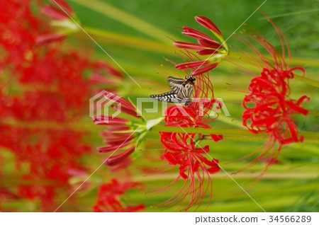 紅色群花和白色Swallowtail 紅色群花和白色Swallowtail 34566289
