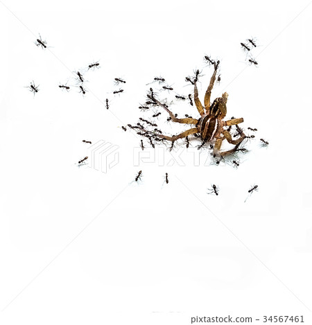 Ants eating a spider isolate background Ants eating a spider isolate background 34567461