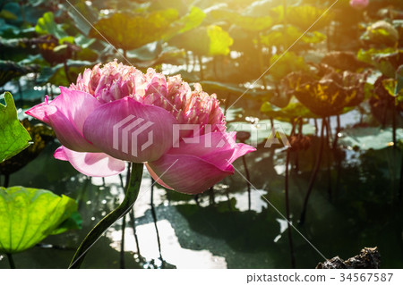 Pink lotus(roseum plenum) blooming in the marsh Pink lotus(roseum plenum) blooming in the marsh 34567587