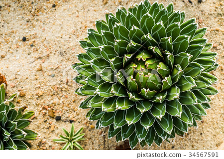 Queen Victoria Century Plant/Royal Agave 34567591