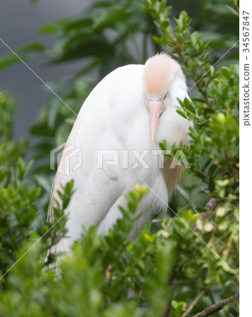 Bubulcus ibis, cattle egret Bubulcus ibis, cattle egret 34567847