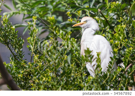 Bubulcus ibis, cattle egret Bubulcus ibis, cattle egret 34567892
