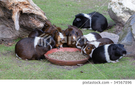 Portrait of guinea pigs eating Portrait of guinea pigs eating 34567896