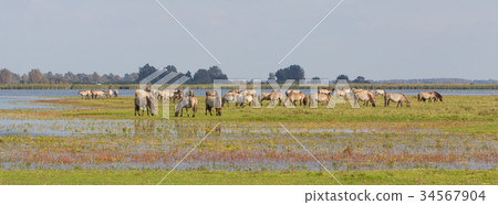 Grazing Konik horses Grazing Konik horses 34567904