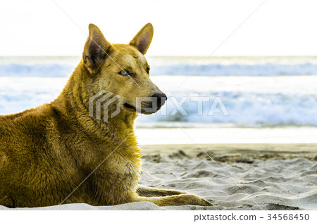 Sunbathing and watching people go by. 34568450