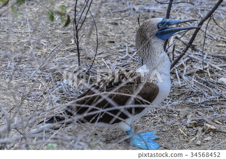 blue food  called a friend in island of the Silver 34568452