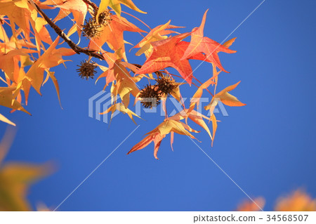 藍天和楓葉 34568507
