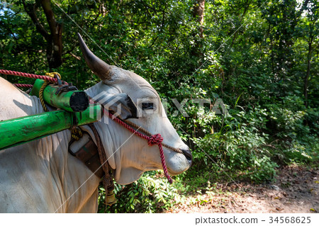 Close up white harnessed ox 34568625