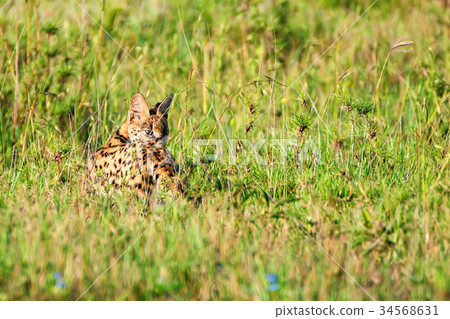 Serval wild cat in the savannah of Serengeti Serval wild cat in the savannah of Serengeti 34568631