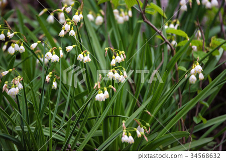 Summer snowflake or Loddon Lily 34568632