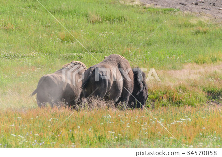 American Bison in Yellowstone 34570058