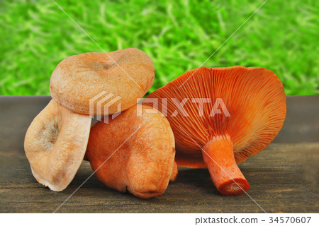 Mushrooms (Lactarius sect. Deliciosi) fresh Mushrooms (Lactarius sect. Deliciosi) fresh 34570607