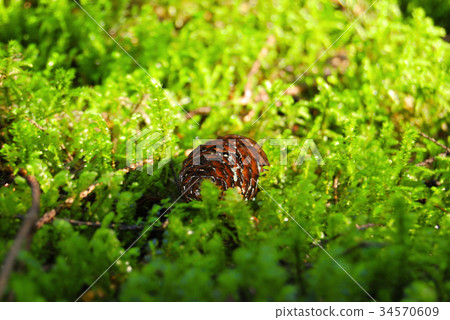 A fir cone lies on green moss A fir cone lies on green moss 34570609