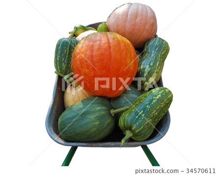Multicolored pumpkins of different varieties Multicolored pumpkins of different varieties 34570611