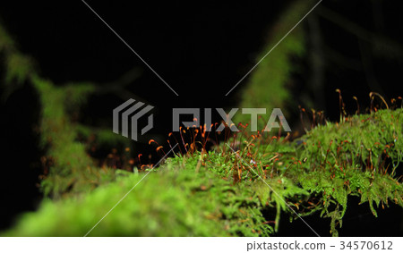 Branch of a tree covered Branch of a tree covered 34570612