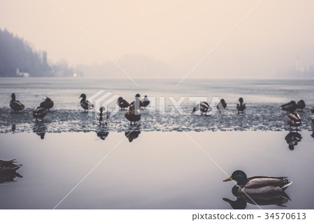 Teal floating and feeding on wetlands in lake Bled Teal floating and feeding on wetlands in lake Bled 34570613