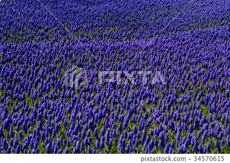 Blooming flowers as a background Blooming flowers as a background 34570615