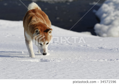 Shiba Inu playing in the snowy field 34571596