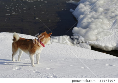 Shiba Inu playing in the snowy field 34571597